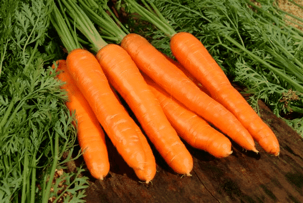 Морковите са популярно народно средство за лечение на мъжката потентност. 
