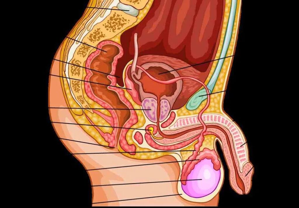 анатомия на мъжкия пенис